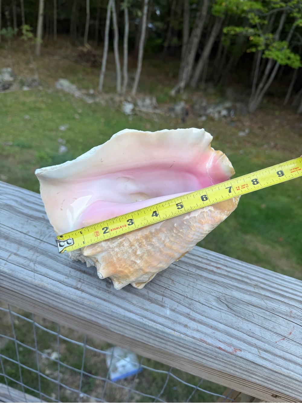 Queen Conch SeaShell - Picture 7 of 12